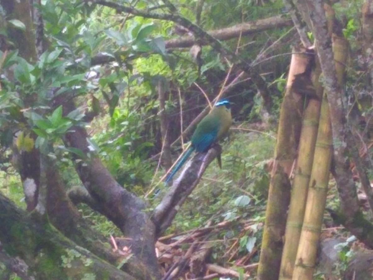 Colibrí Zafiro, Altos Del Rosario Cali