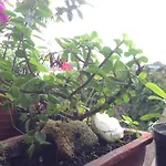 Dulce Sueño