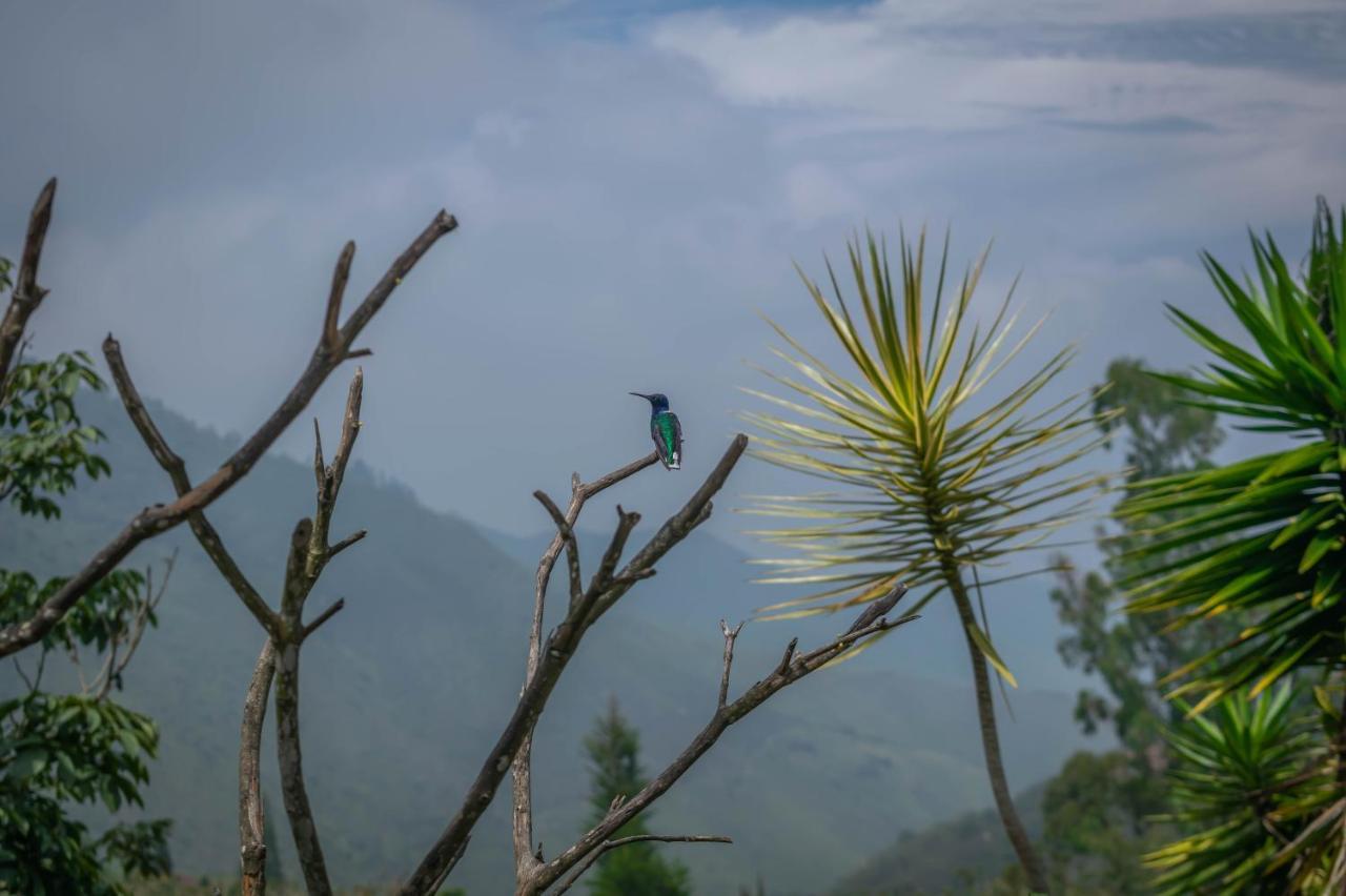 Del águila *