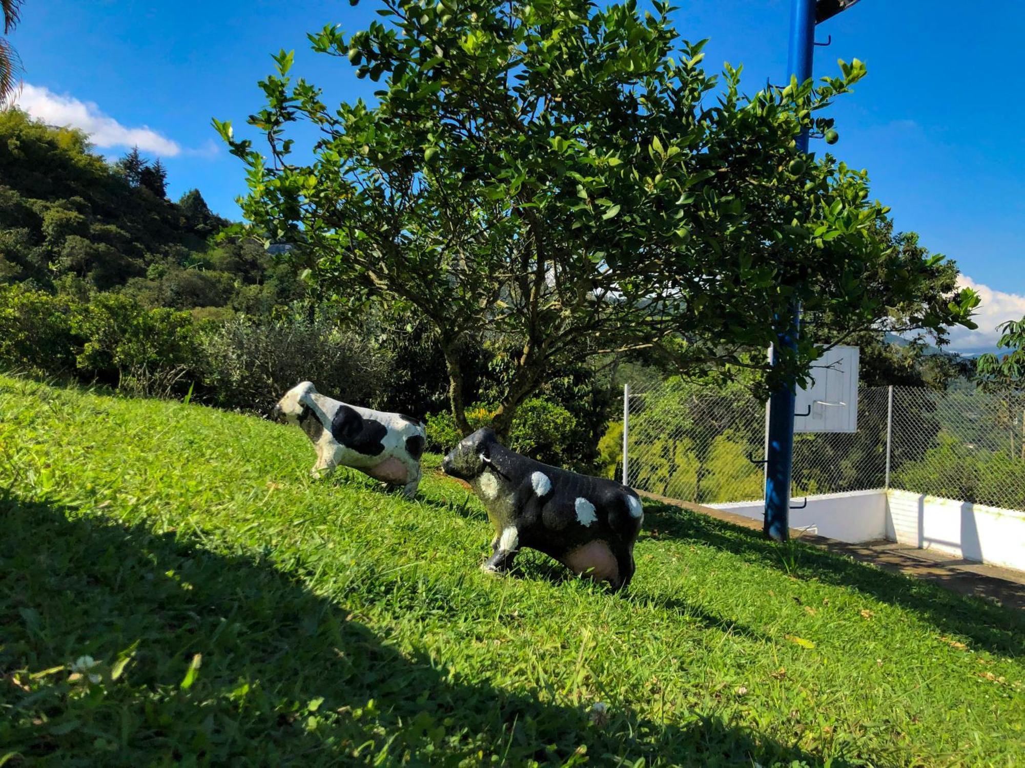 Gaia 4 Elemento * Cali