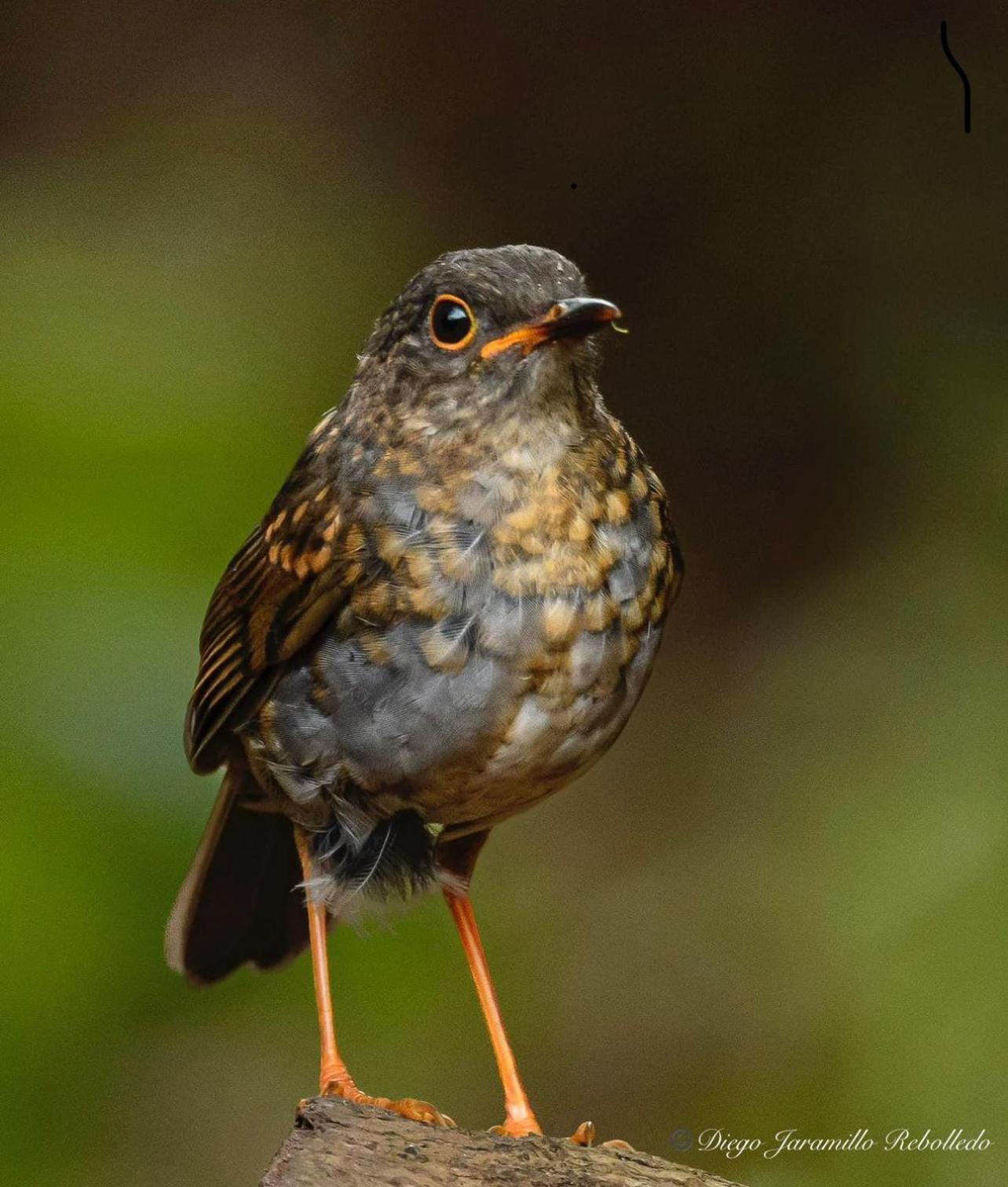 San Felipe Lodge. Birding And Wellness Cali