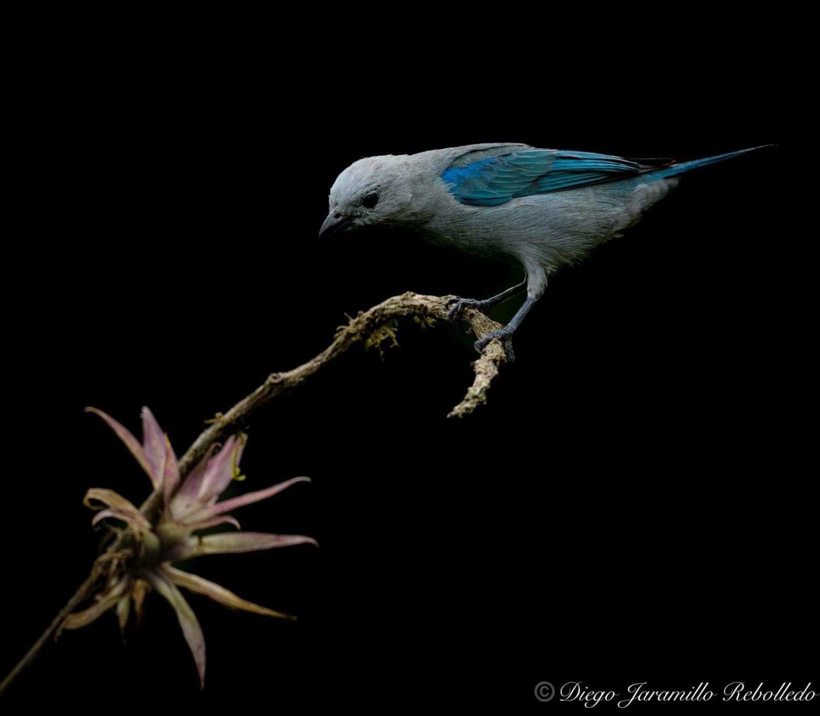 San Felipe Lodge. Birding And Wellness Lodge *