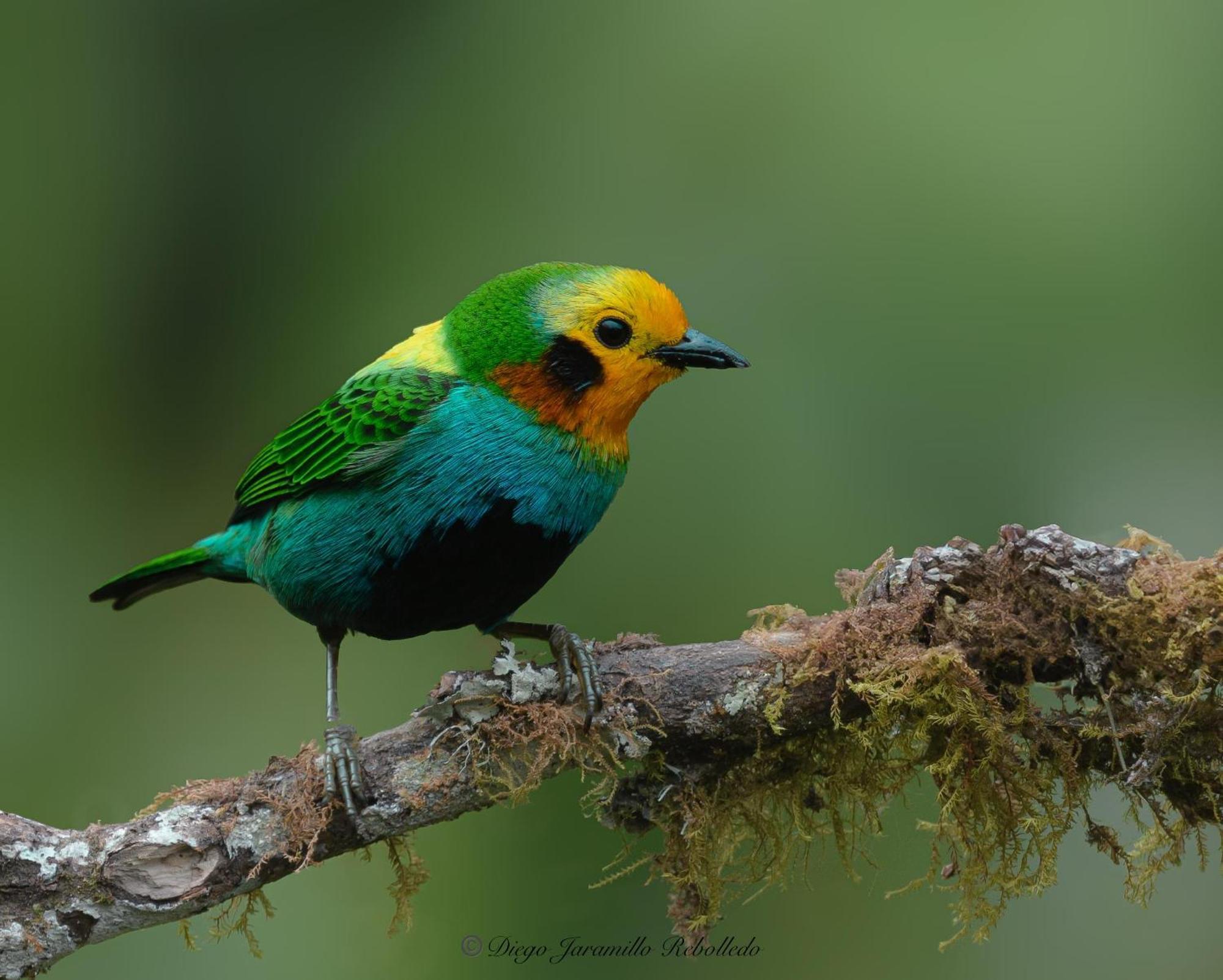 San Felipe Lodge. Birding And Wellness *