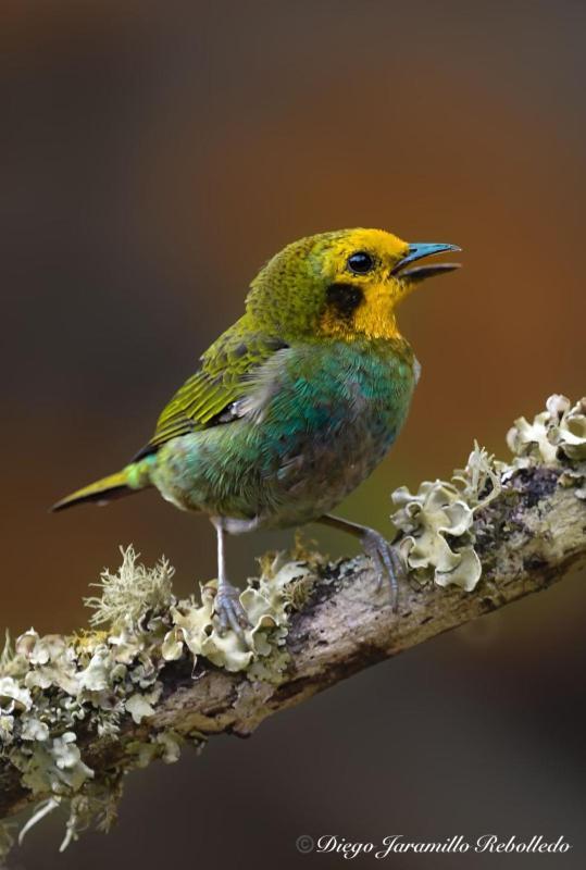San Felipe Lodge. Birding And Wellness Lodge Cali