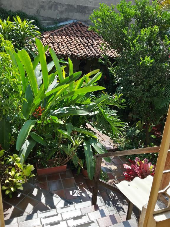 Iguana Cali