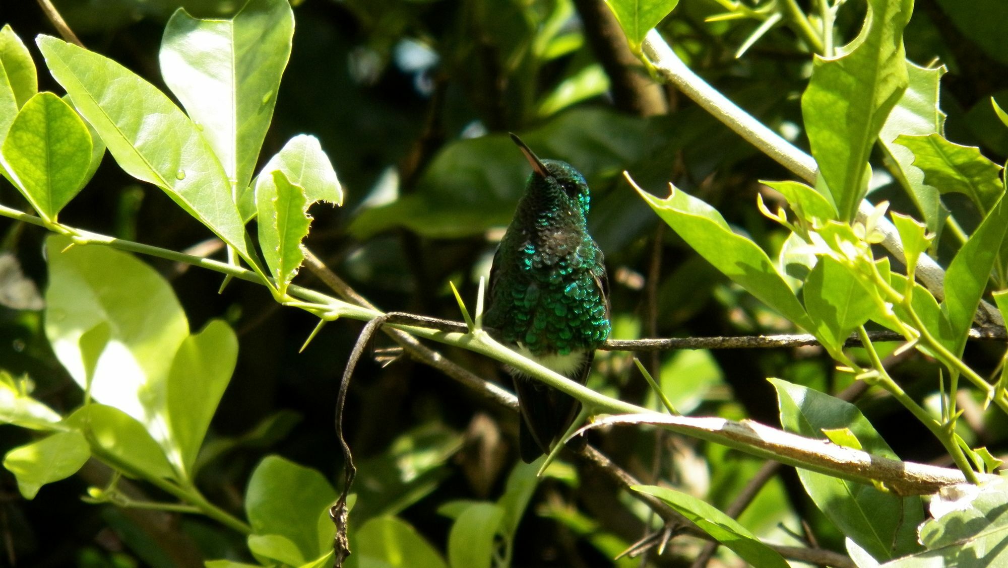 Campestre Santa Monica Pance
