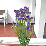 Fundación Casa De Mono